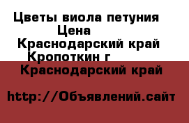 Цветы виола петуния › Цена ­ 20 - Краснодарский край, Кропоткин г.  »    . Краснодарский край